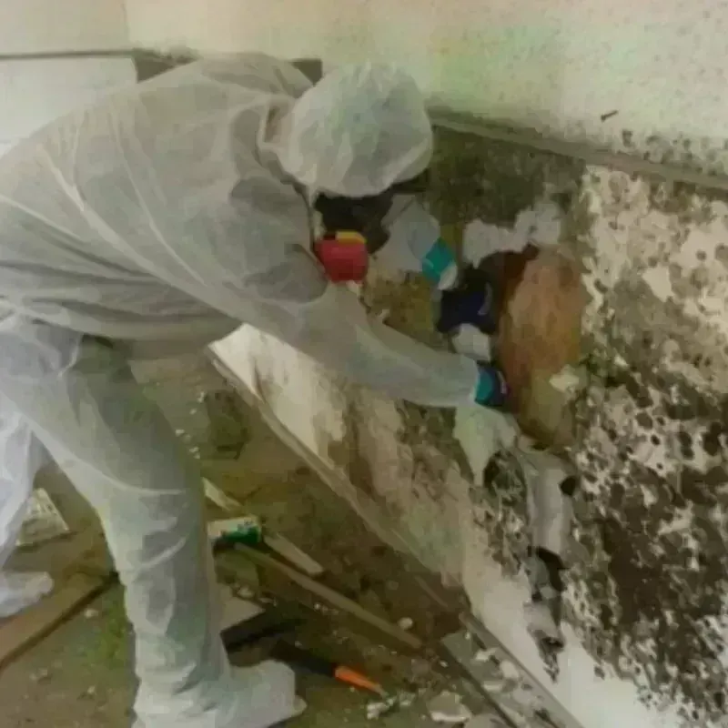 Mold Remediation and Removal in French Camp, CA